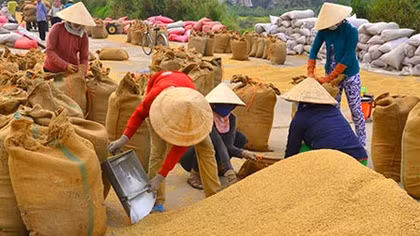 Hàng loạt sai phạm tại Tổng Công ty Lương thực Miền Nam