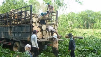 Nông dân chặt bỏ cây cao su vì giá mủ rớt thảm hại