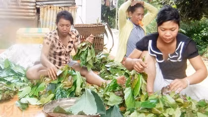 Cuối năm lên núi hái đặc sản rừng