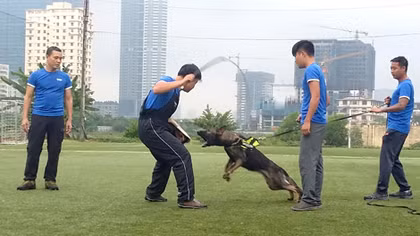 Huấn luyện chó thể thao, thú chơi mới của giới trẻ
