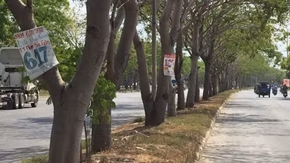 Quảng cáo gốc cây, cột đèn và những hệ lụy