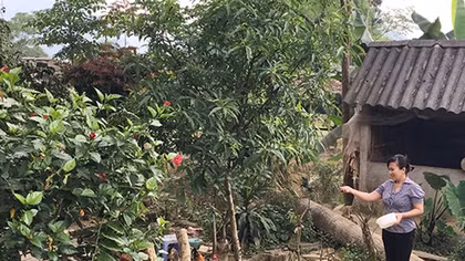 Làm giàu từ mô hình vườn trại sau ngày được đặc xá