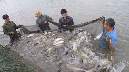 Vì sao chưa công bố danh sách hơn 800 sản phẩm thủy sản được hợp quy “khống”?