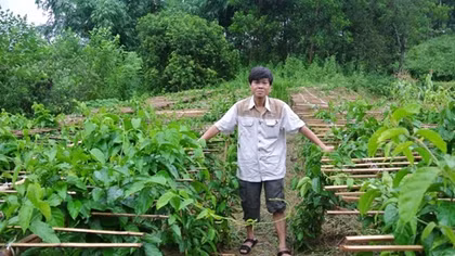 Nhà khoa học người Sán Chay với công trình nghiên cứu cây thìa canh hỗ trợ điều trị bệnh tiểu đường