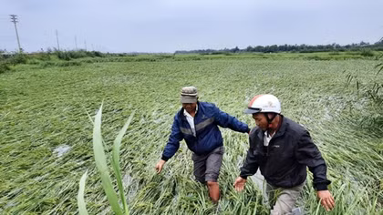 Nông dân khóc ròng khi 10 nghìn ha lúa sắp thu hoạch gãy đổ