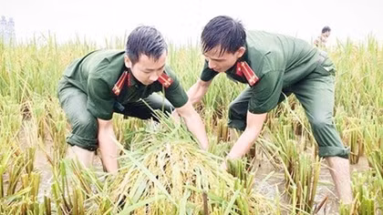Cán bộ Công an lội bùn giúp dân gặt lúa, dựng lại nhà sau bão