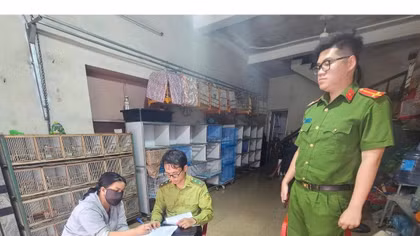 Phát hiện 3 trường hợp vi phạm mua, bán, nuôi nhốt gần 1.000 cá thể chim hoang dã 