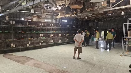 Phát hiện xử lý nhiều cơ sở nuôi nhốt, buôn bán chim hoang dã trái phép