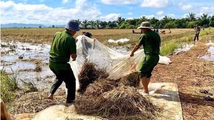 Đắk Lắk: Công an xã giúp dân gặt lúa chạy lũ