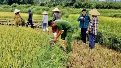 Cuối hè, gặt lúa chạy bão số 5