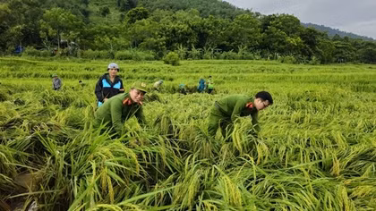 Công an tỉnh Thanh Hóa xuống đồng giúp người dân buộc, dựng lúa, tránh ngập úng