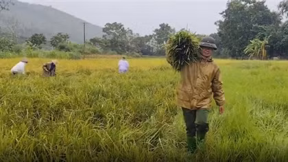 Công an Vĩnh Phúc hỗ trợ bà con gặt lúa, vận động người dân đến nơi tránh bão an toàn