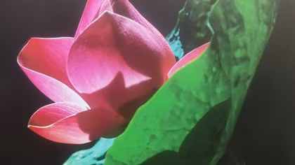 Triển lãm ảnh nghệ thuật Thành Xuân Anh: “Lòng mẹ” và sự tri ân