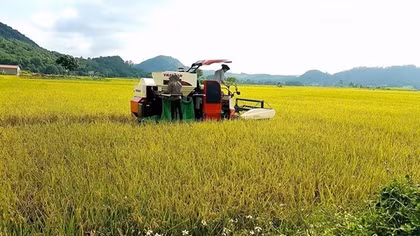 Kẻ thu tiền "bảo kê" gặt lúa đã bị bắt