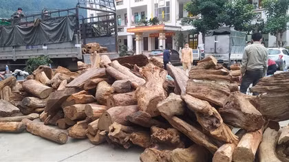 Phát hiện vụ vận chuyển lâm sản trái phép với số lượng lớn