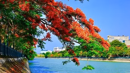 Tam bạc