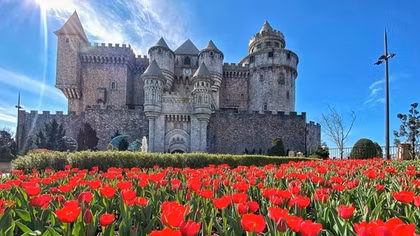 Sun World Ba Na Hills lần đầu ươm trồng 1 triệu bông tulip trên đỉnh núi đón Tết Nguyên đán 2026