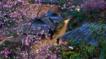 Xuân trên bản