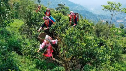Lên Tà Xùa uống trà Shan tuyết