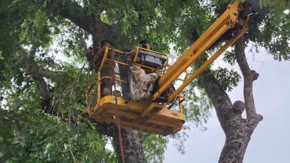 Hà Nội cắt tỉa hơn 35 nghìn cây xanh trước mùa mưa bão