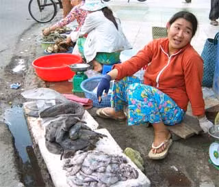 Cá bò hòm được bày bán với giá trên trời tại đầu đường Phương Sài.
