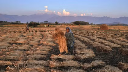 El Niño đe dọa mùa màng và nguồn cung lương thực từ Đông Nam Á