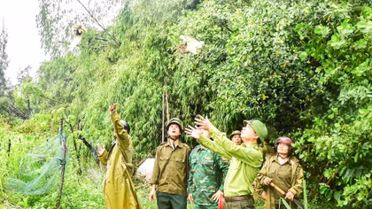 Nỗ lực bảo vệ động vật hoang dã, đàn chim di cư