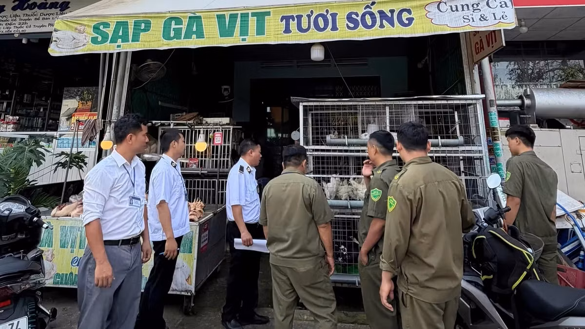 Lực lượng chức năng kiểm tra các điểm kinh doanh gia cầm sống để kiểm soát nguồn gốc, điều kiện vệ sinh và nguy cơ dịch bệnh.