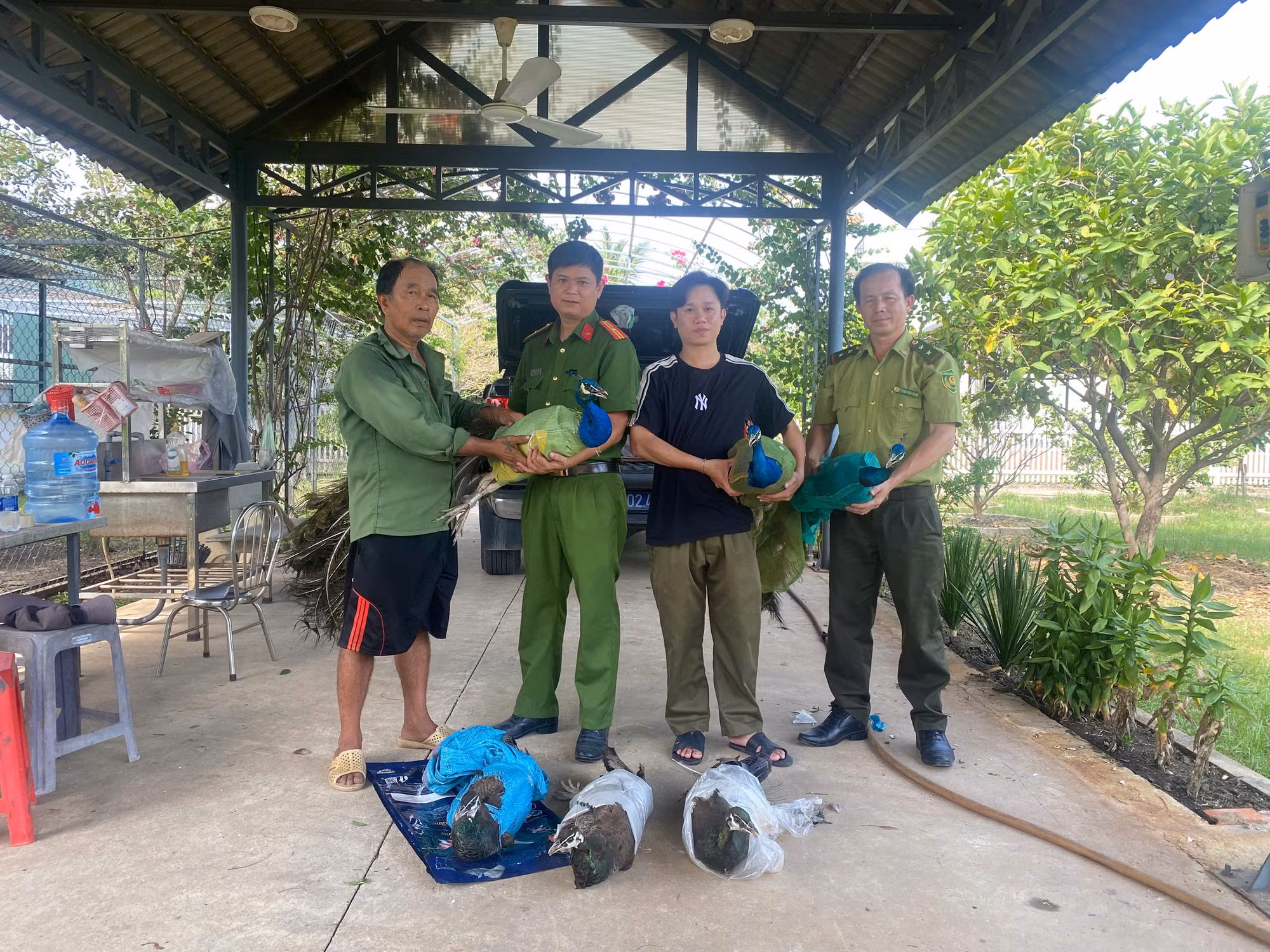 Ông Nguyễn Ngọc Toàn tự nguyện giao nộp 6 cá thể chim công Ấn Độ.