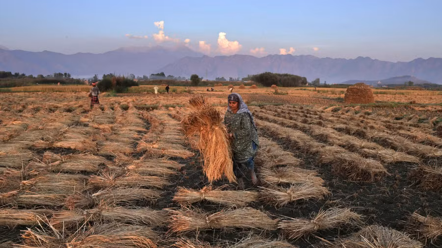 El Niño đe dọa mùa màng và nguồn cung lương thực từ Đông Nam Á