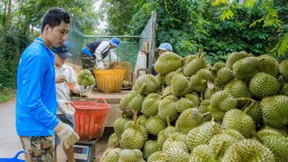 Cây sầu riêng đang mang lại thu nhập cao cho người nông dân Đắk Lắk.