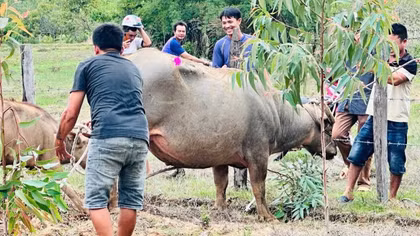 Khống chế thành công trâu “điên” tấn công 4 người bị thương