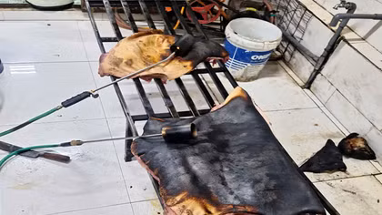 Phát hiện cơ sở đang sơ chế thịt đông lạnh đã bốc mùi hôi thối để tuồn ra thị trường