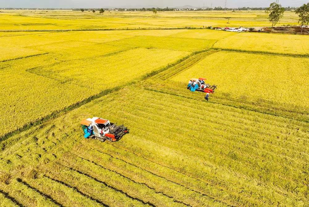 Mùa vàng bội thu trên vùng quê lúa xã Tây Hòa.