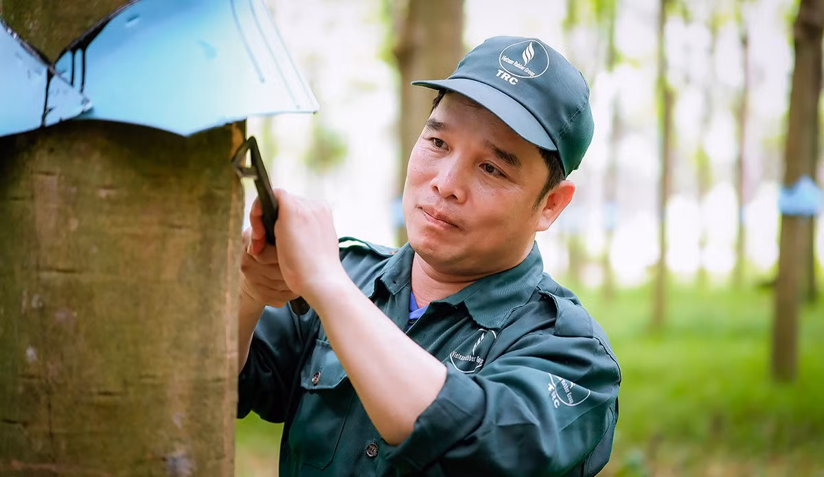 Đôi bàn tay khéo léo của công nhân khai thác mủ cao su.