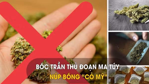 “Cỏ Mỹ”- Bóng tối sau những gói thảo mộc (Phần 1)